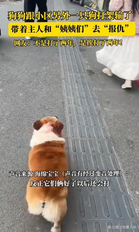 狗狗打架输了带主东说念主去报仇 狗界酬酢战高东说念主