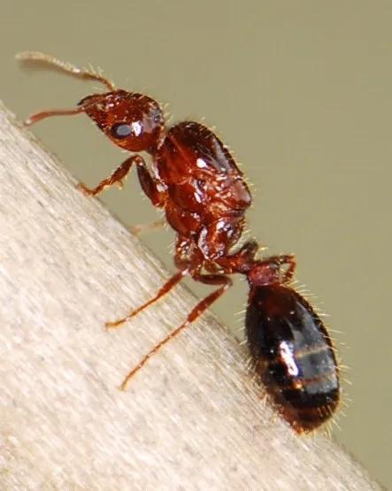 红火蚁已入侵我国12省份，被叮咬后恐有致命危险