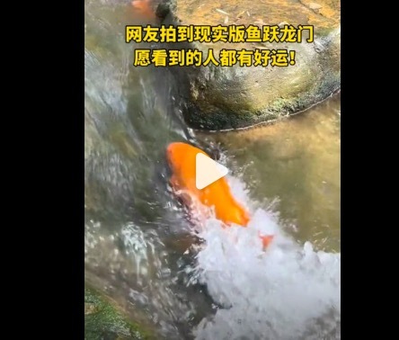 网友拍到现实版“鲤鱼跃龙门” 全网刷屏见者好运
