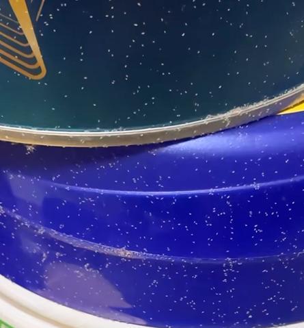 女子冲奶粉发现密密麻麻的粉螨蠕动 引发网友热议