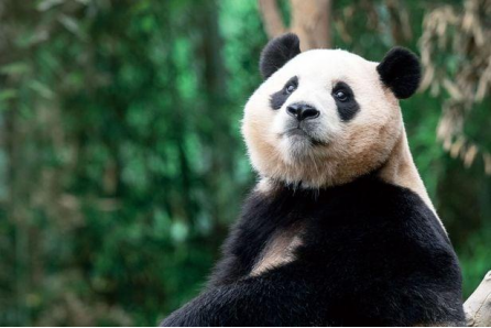 首尔回应民众请愿向中国续租福宝 韩国未推进续租大熊猫“福宝”流程
