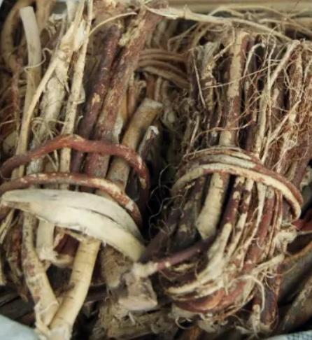 “莫氏鸡煲”复刻警惕断肠草 别误采有毒植物