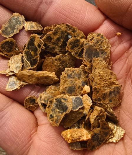 8岁男孩爬山识草预判山下藏金矿 AI验证引关注