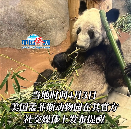 园方禁止无许可直播丫丫