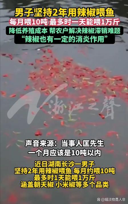 渔场用万斤辣椒喂鱼