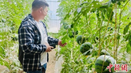 Wassermelonen in Qinghai begrüßen gute Ernte