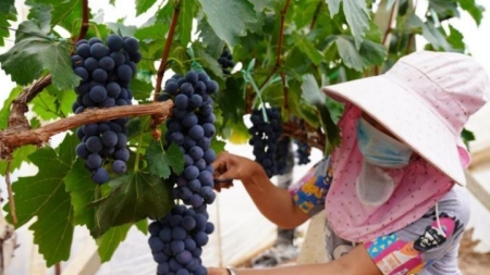 Kleine Trauben werden zu „großer Industrie“ für die ländliche Wiederbelebung