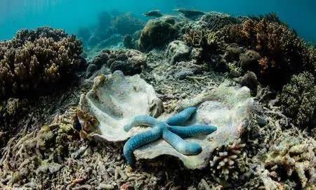 探索蓝海星，发现未知的海洋奇迹，以及目前的保护现状