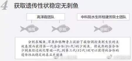 無刺魚有望成現(xiàn)實,！華中農(nóng)大團隊找到控制魚刺基因