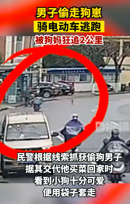 狗崽被偷狗妈妈一路狂追