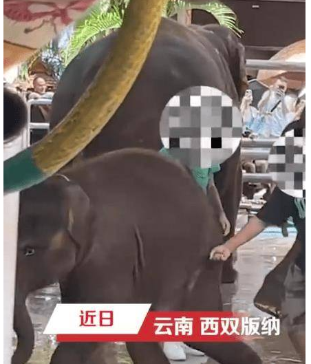 网传云南一公园多人用针扎小象