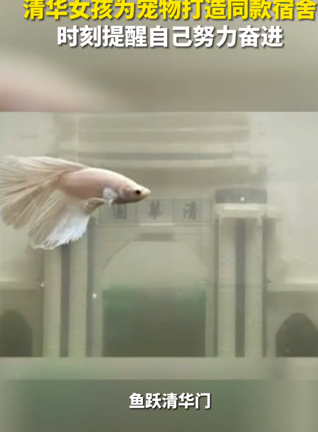 鱼跃“清华门”清华女生为宠物鱼打造同款宿舍 当代年轻人为什么爱养鱼