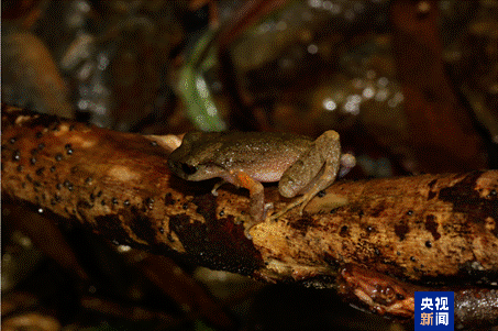 新物种+1 广西发现花坪掌突蟾