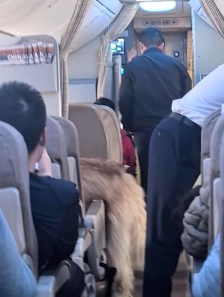 东航回应巨型犬卡在机舱通道 服务犬登机引发关注