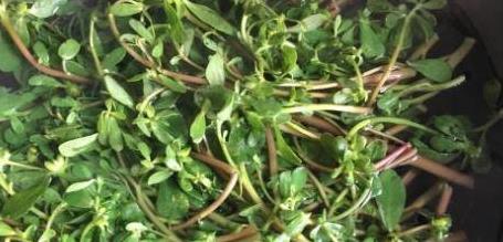 春天野菜马齿苋正当时，炒鸡蛋简单又美味，营养丰富赶紧学！