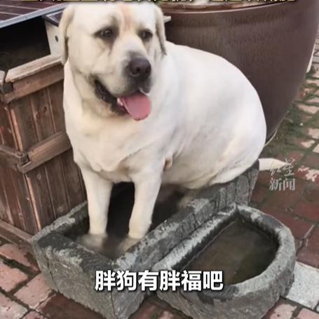 128斤胖狗被车碾压 众人抬车救狗 狗狗毫发无伤引发热议