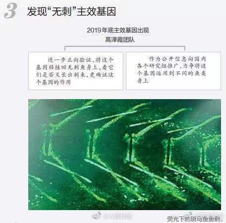 無刺魚有望成現(xiàn)實(shí),！華中農(nóng)大團(tuán)隊(duì)找到控制魚刺基因