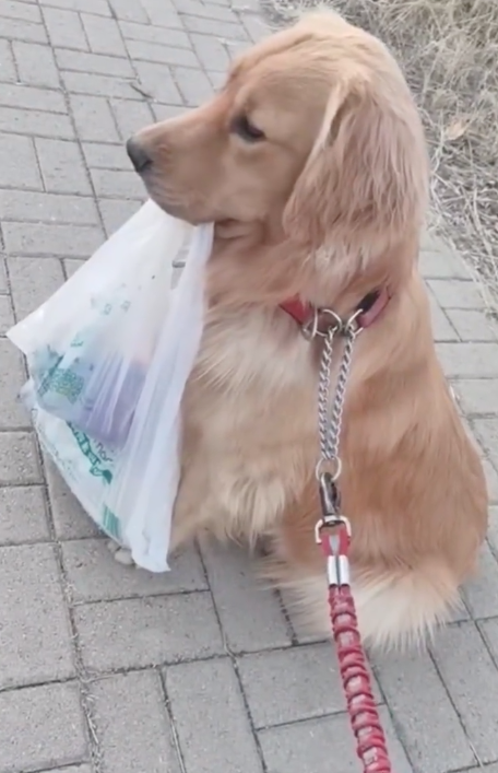 狗狗因主人不提东西而赌气