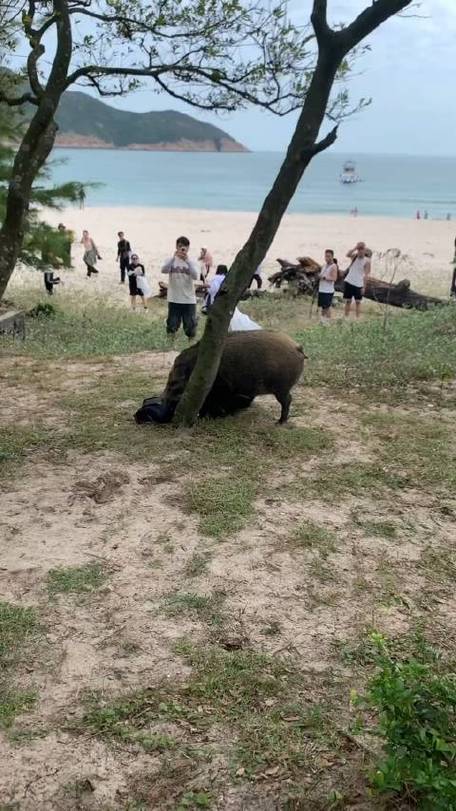 景区野猪大摇大摆叼走游客背包 辣条被吃证件幸存