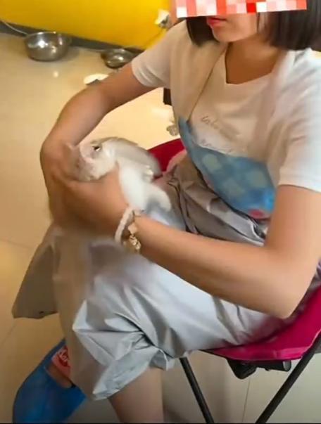 沈阳一女子在猫咖虐猫 情绪失控还是预谋施暴？
