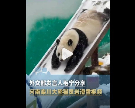 外交部发言人毛宁分享大熊猫灵岩滑雪视频 日本网友：“请给我一只熊猫吧”
