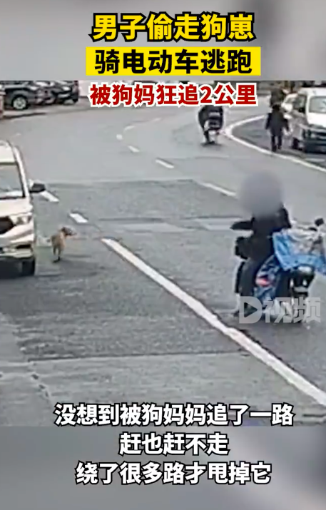 狗崽被偷狗妈妈一路狂追
