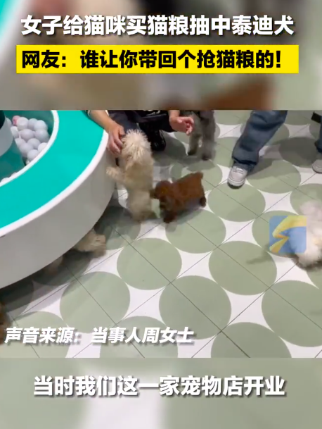 女子买猫粮抽中一只泰迪
