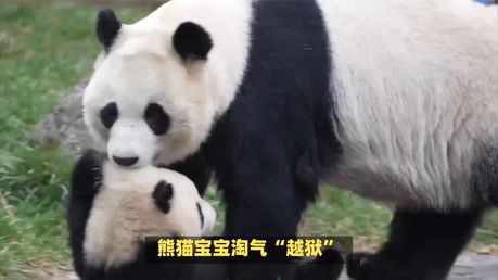熊猫幼崽逃跑被妈妈一路拖回家 母爱与动物园保护引热议