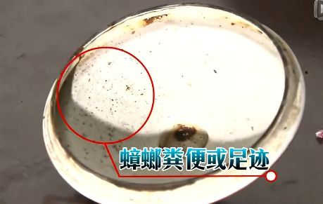 “蟑螂咬人”沖上熱搜！廣東人如何緊急止癢,？ 小概率事件引發(fā)熱議