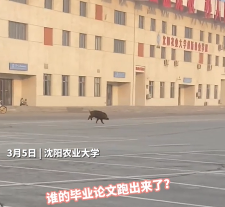 沈阳农大校园出现野猪！一头到案，网友：逃离浪浪山？