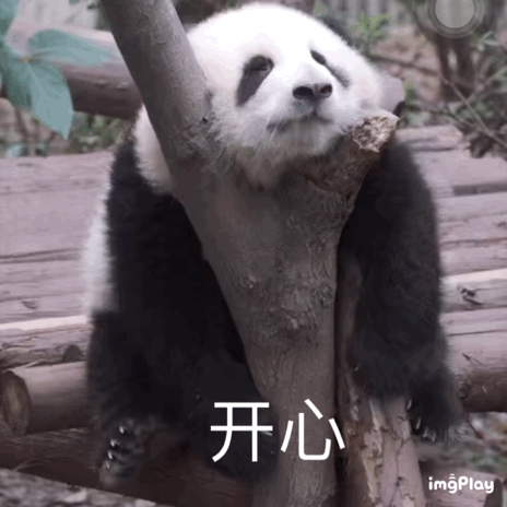 大熊猫花花火到国外 新晋“顶流女明星”实锤无疑无疑，爱了爱了！