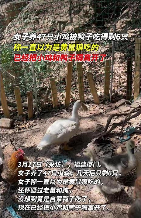 鸭子吞食41只鸡母鸡无动于衷