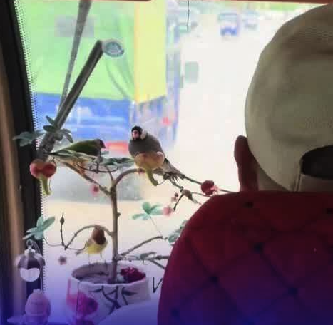女子坐三輪車遇到熱愛生活的大爺 鳥：日子怎么可能跟誰過都一樣
