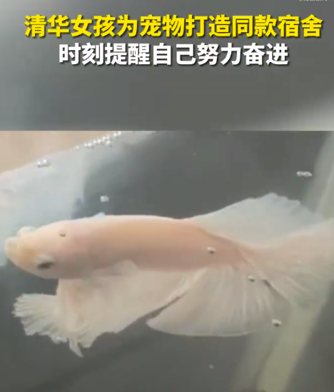 鱼跃“清华门”清华女生为宠物鱼打造同款宿舍 当代年轻人为什么爱养鱼