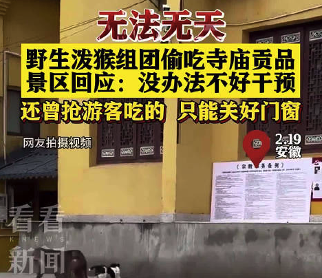 野猴进景区打狗偷供品 景区回应：没办法不好干预
