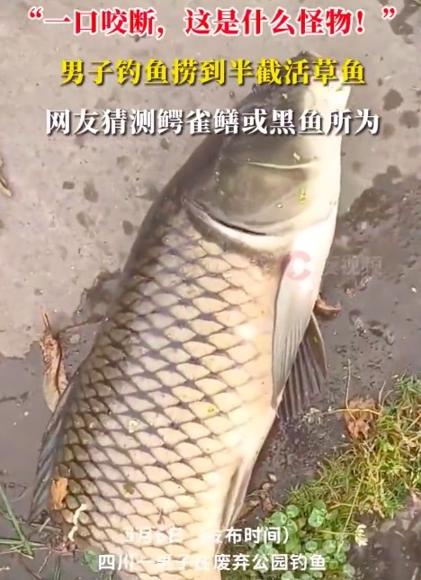 男子廢棄公園撈到半截活草魚還能動彈 網(wǎng)友猜測是鱷雀鱔或黑魚所為