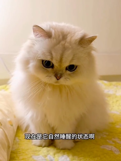 小猫自然睡醒和被喊醒的区别