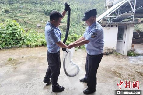体長3メートルのキングコブラが民家に侵入 警察が捕獲して森に放す 雲南省