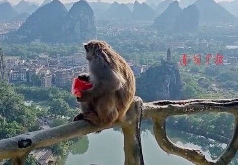 廣西的猴子有多會(huì)享受？一邊吃瓜,，一邊看景