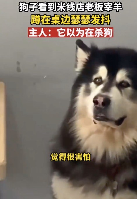 狗子看到店主宰羊瑟瑟发抖