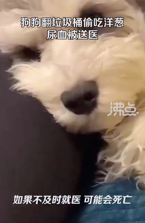 狗狗偷吃垃圾桶洋葱致尿血被送医