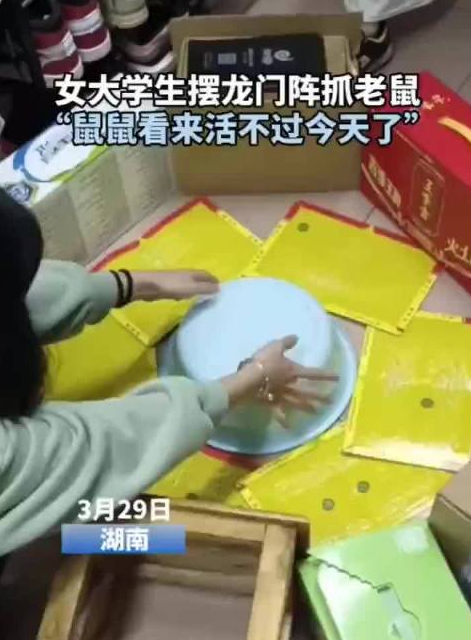女大学生“粘鼠板摆阵”抓老鼠，网友戏称：“鼠鼠看来活不过今天了”