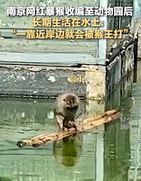南京网红暴猴遭"霸凌"长期水上漂 还有专门“放哨猴”一靠岸就被猴王打