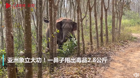 英雄大象！亚洲象一鼻子甩出毒品2.8公斤