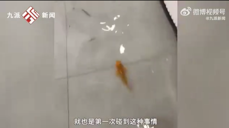 台风天男子家中游进三条鱼