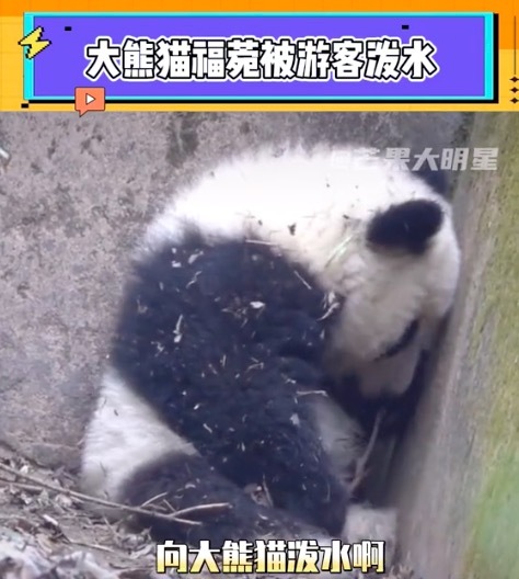 大熊猫福菀遭游客泼水躲起来 