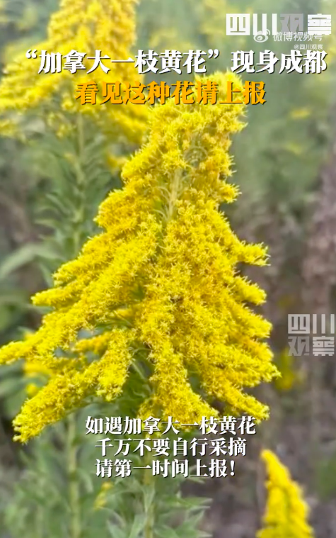 成都疑现加拿大一枝黄花