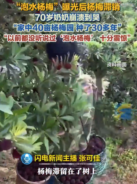 “泡水杨梅”被曝光后 杨梅滞留树上70岁奶奶崩溃哭