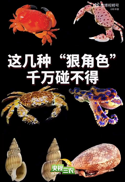 女子吃墨鱼吃出剧毒红斑斗蟹 开渔季海鲜食用安全指南