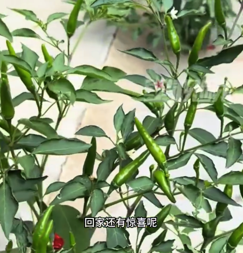 女子半年没回老家地砖缝长出辣椒 网友：强者从不抱怨环境！